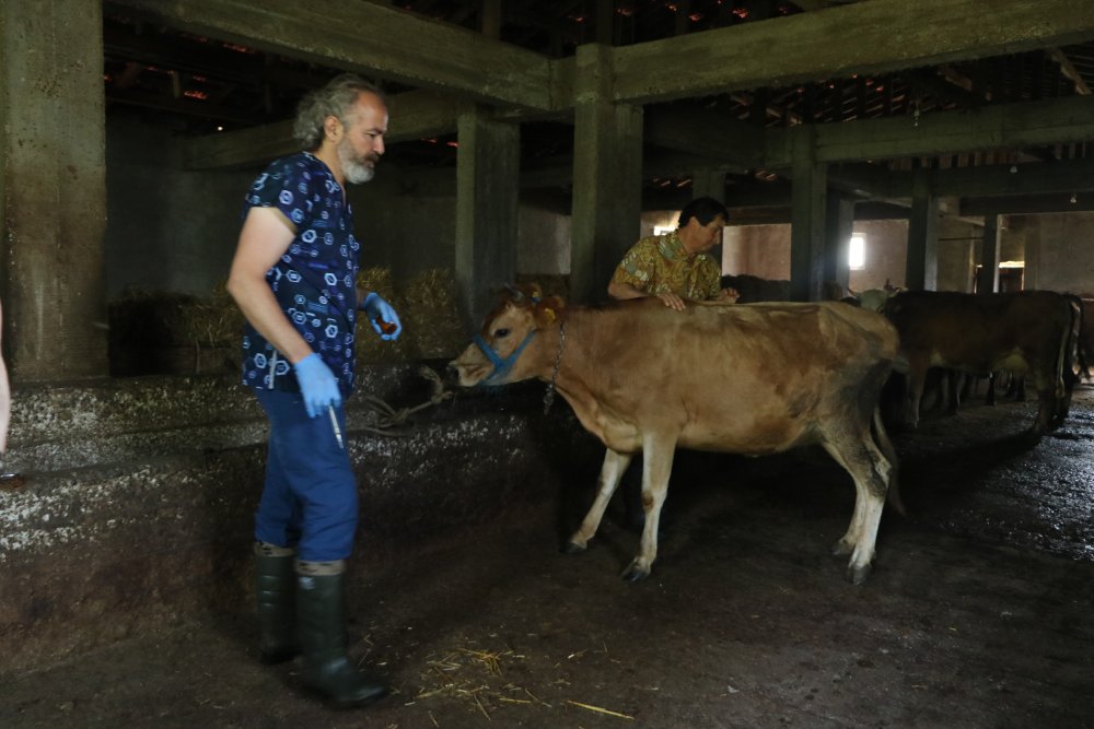 'Şap hastalığı' kenti alarma geçirdi: 136 köy karantinada