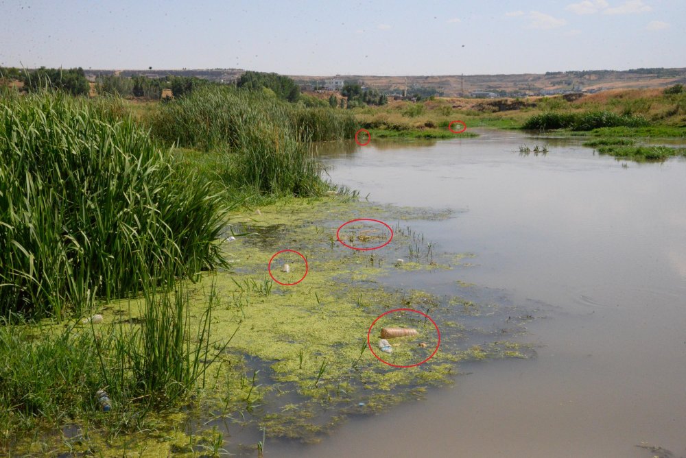 Dicle Nehri için alarm: Canlıları tehdit ediyor