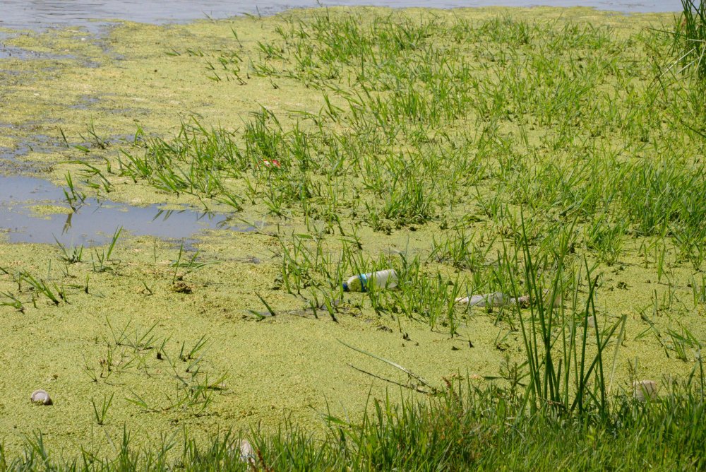 Dicle Nehri için alarm: Canlıları tehdit ediyor