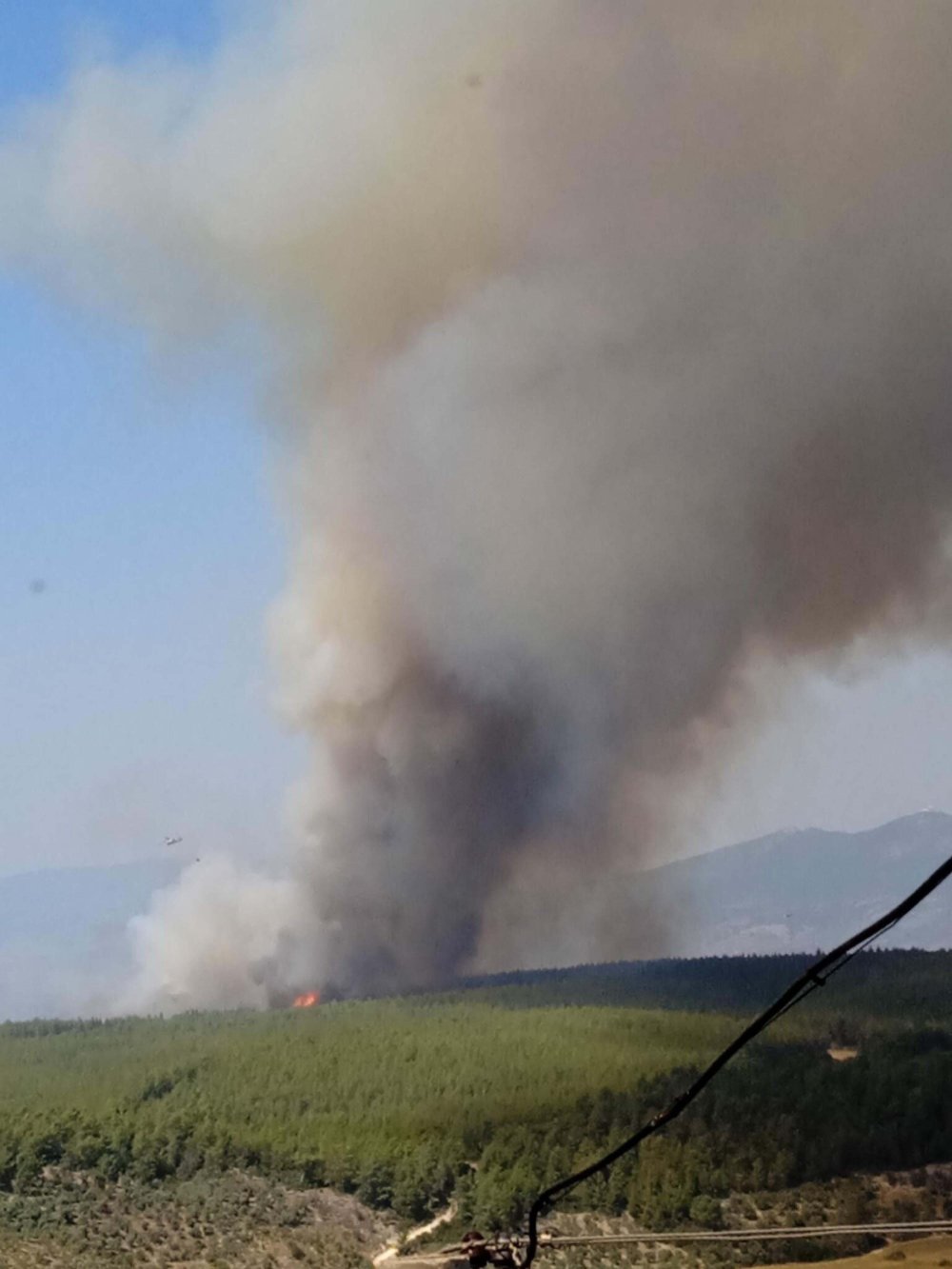 Milas'ta 160 hektar alan küle dönmüştü: Nedeni belli oldu