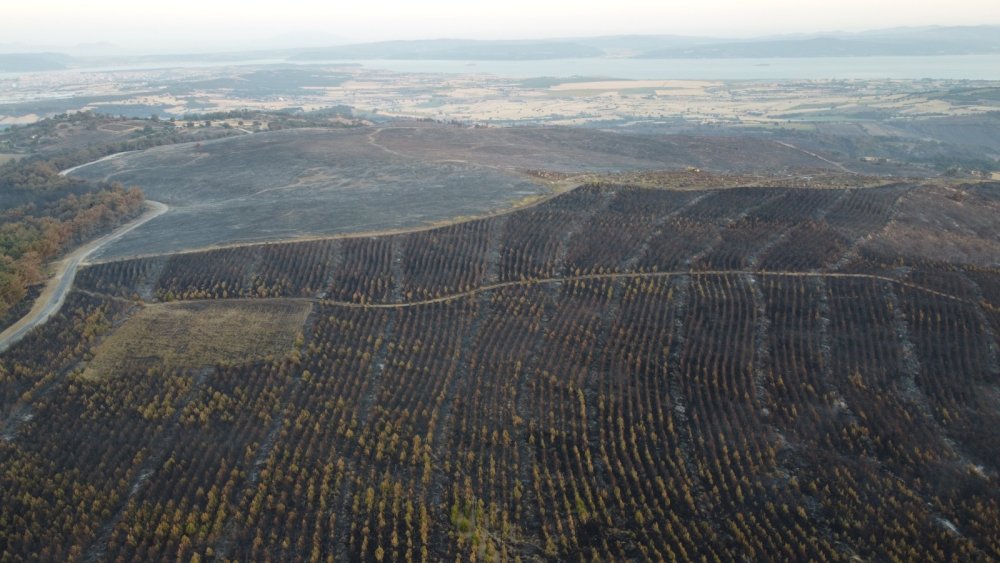 Çanakkale'deki yangın sonrasında yürek yakan görüntüler