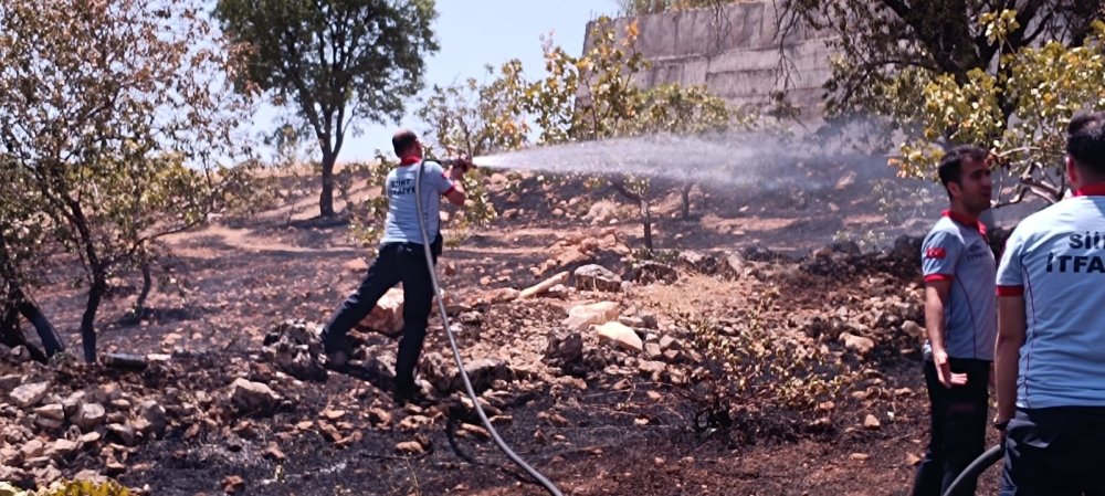 50 fıstık ağacı yandı