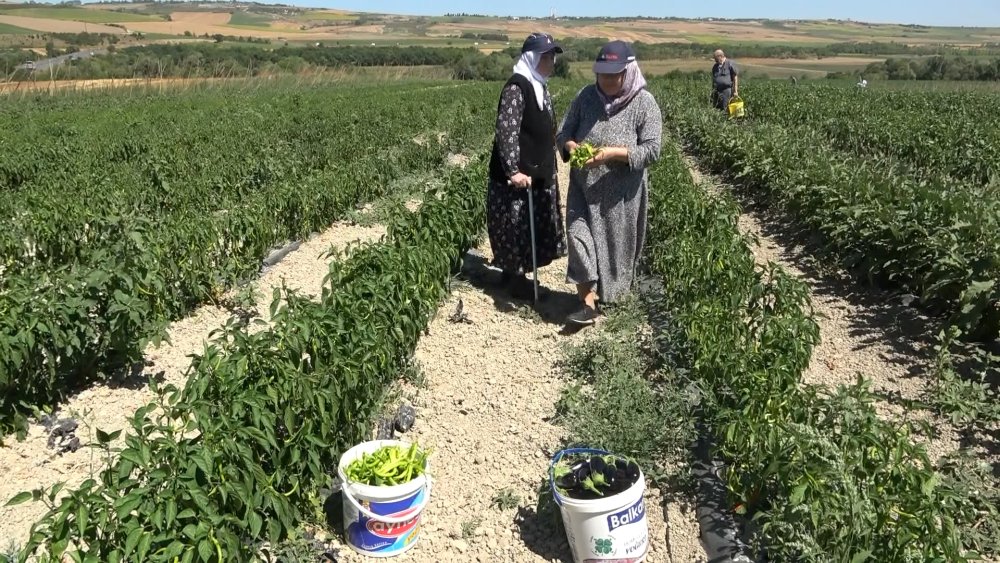 Tarladan sofraya, organik sebze yetiştiriyorlar