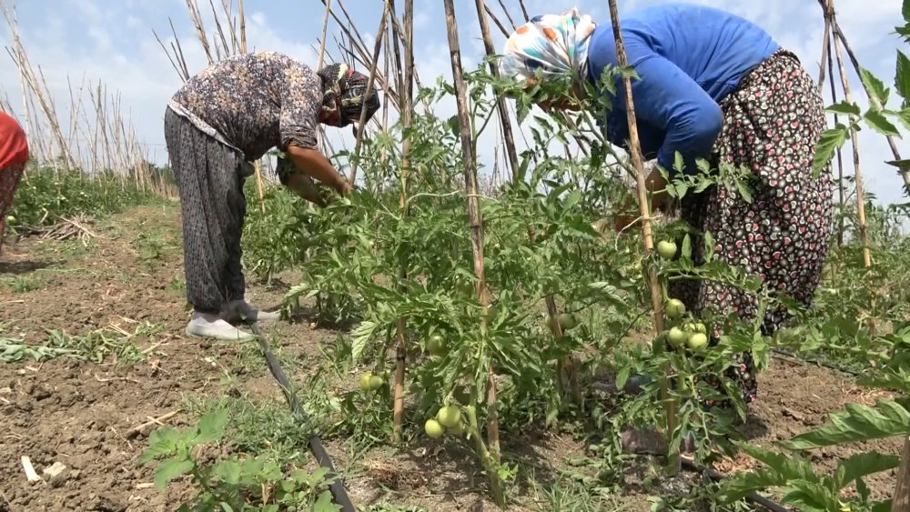 Tarladan sofraya, organik sebze yetiştiriyorlar