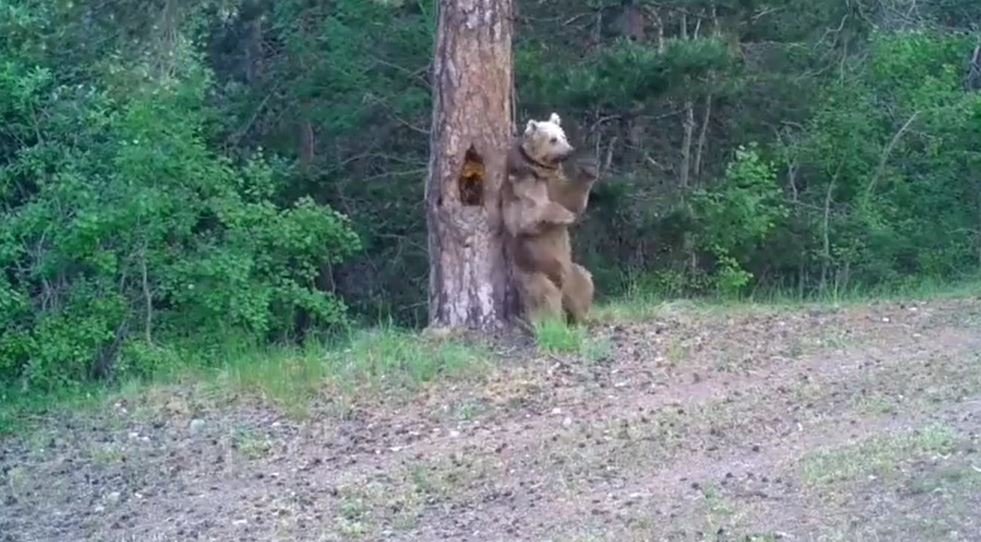 Ayıların 'kaşınma dansı' böyle görüntülendi