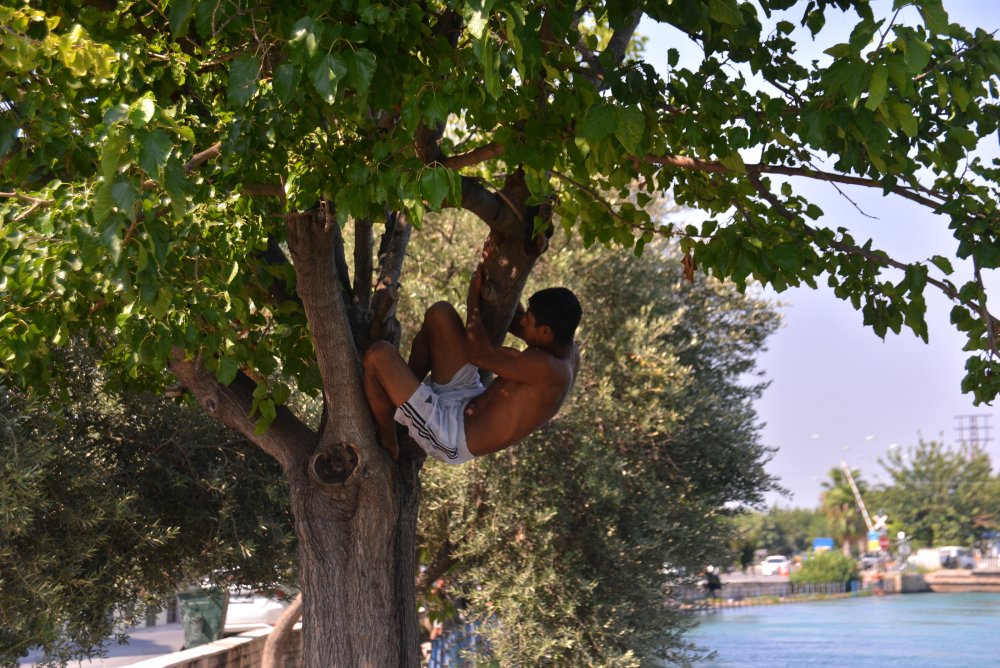 Tehlikeye aldırış etmediler: Bu kez de ağaçlara çıkıp sulama kanalına atladılar