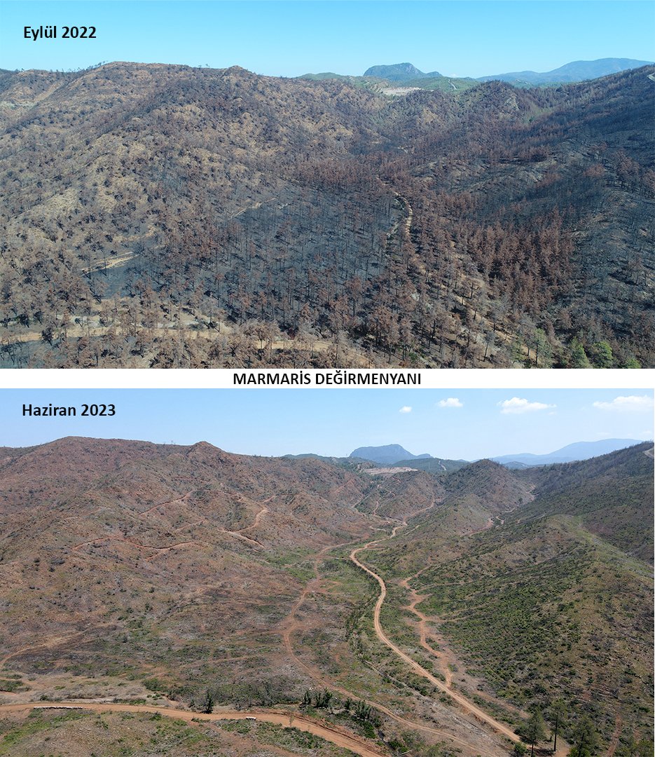 Marmaris'te yanan ormanlar 1 yılda yeşile döndü