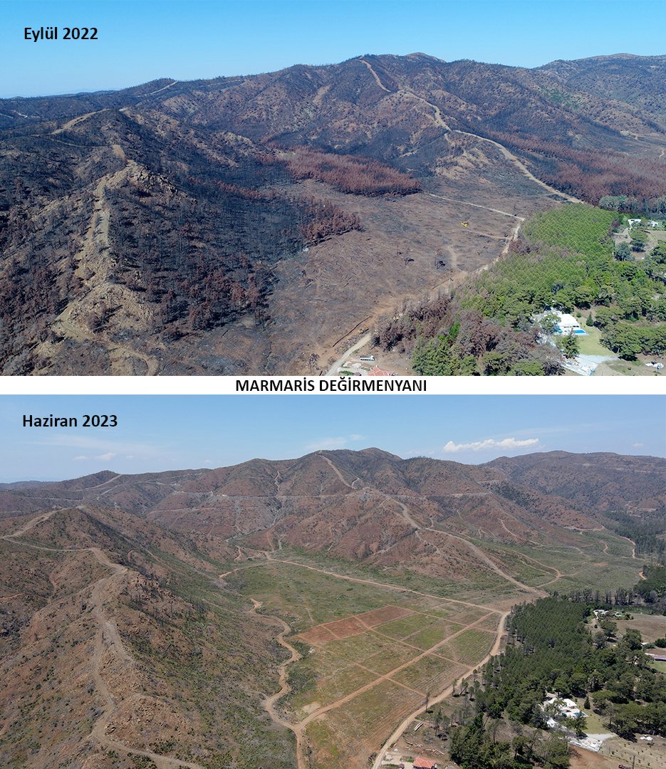 Marmaris'te yanan ormanlar 1 yılda yeşile döndü