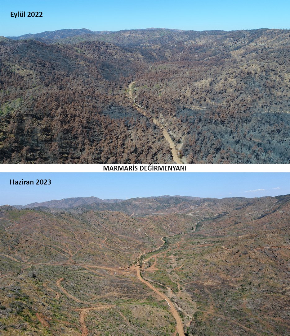 Marmaris'te yanan ormanlar 1 yılda yeşile döndü