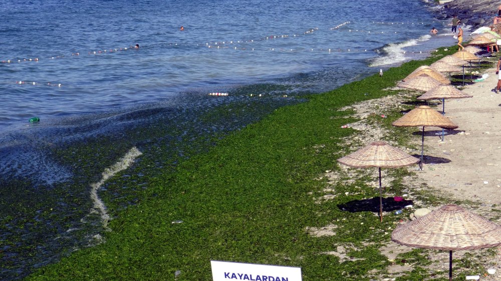 Metrelerce uzunluğundaki sahili yosunla kaplandı