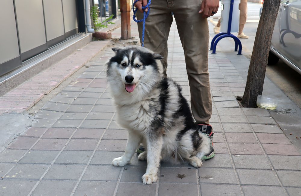 İstanbul'da kaybolan köpek, başka bir ilde ortaya çıktı