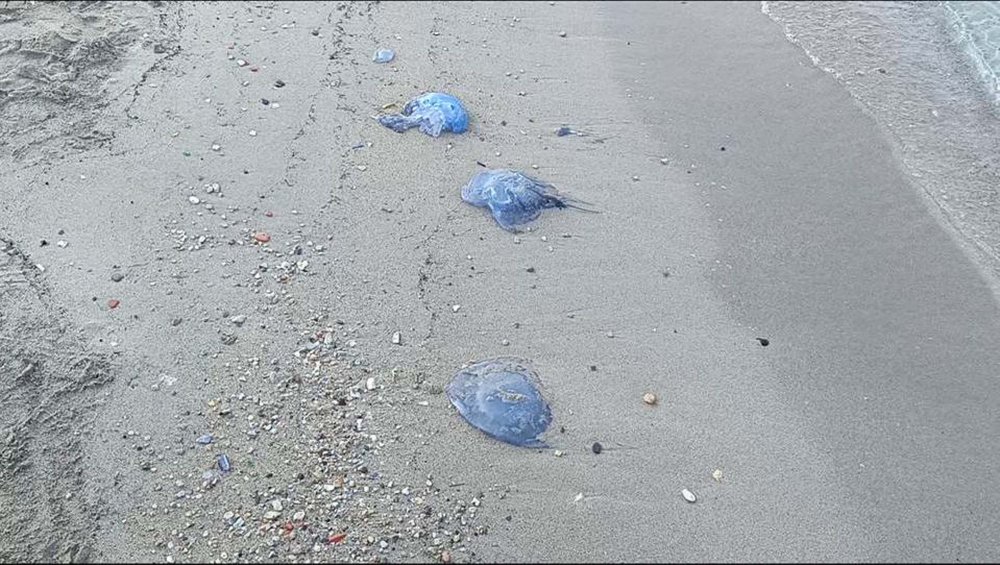 Tatilciler tedirgin oldu! Turistik ilçede denizanası yoğunluğu: 'Bu kadarını ilk kez görüyorum'