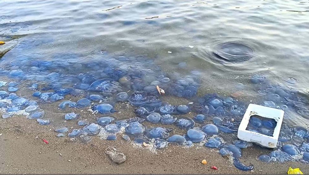 Tatilciler tedirgin oldu! Turistik ilçede denizanası yoğunluğu: 'Bu kadarını ilk kez görüyorum'