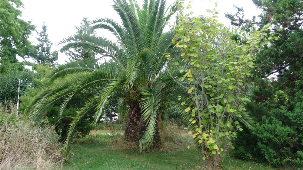 Karadeniz’de ‘buharlaşma’da artış tehlikesi