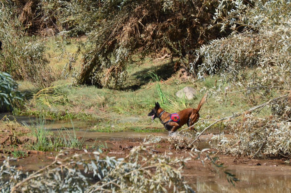 Selde kaybolan Asel bebek, 250 kişilik ekip ve 6 kadavra köpeğiyle aranıyor