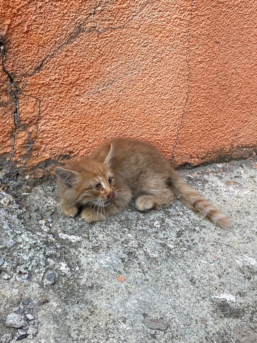 Yavru kediyi paspasla sürükleyip çöpe attı!