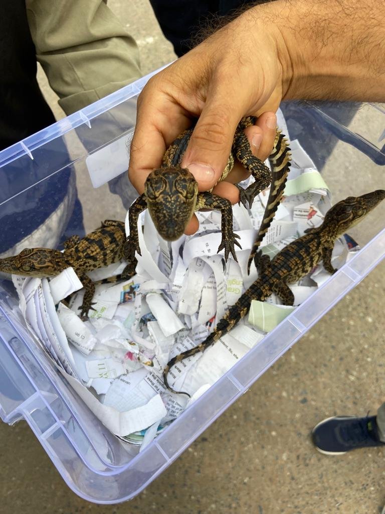 Evinde timsah besleyen kişi gözaltına alındı