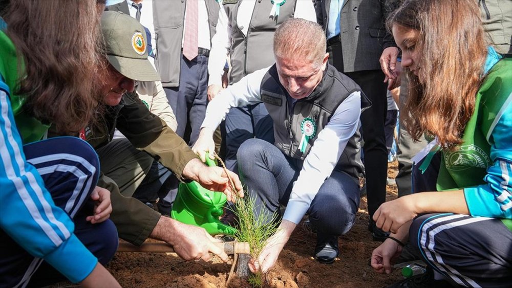 Beykoz'da yanan ormanlık alana etkinlik kapsamında fidan dikildi