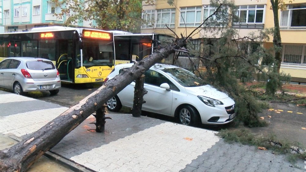 Otomobilin üzerine ağaç devrildi