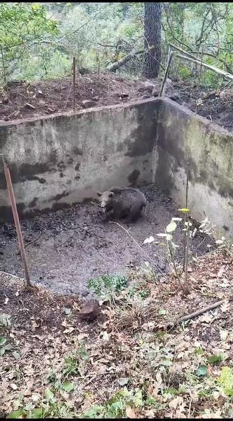 Ayı yavrusu boş havuza düştü!