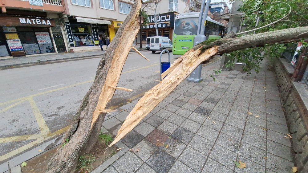 Ağaç otomobilin üzerine devrildi!