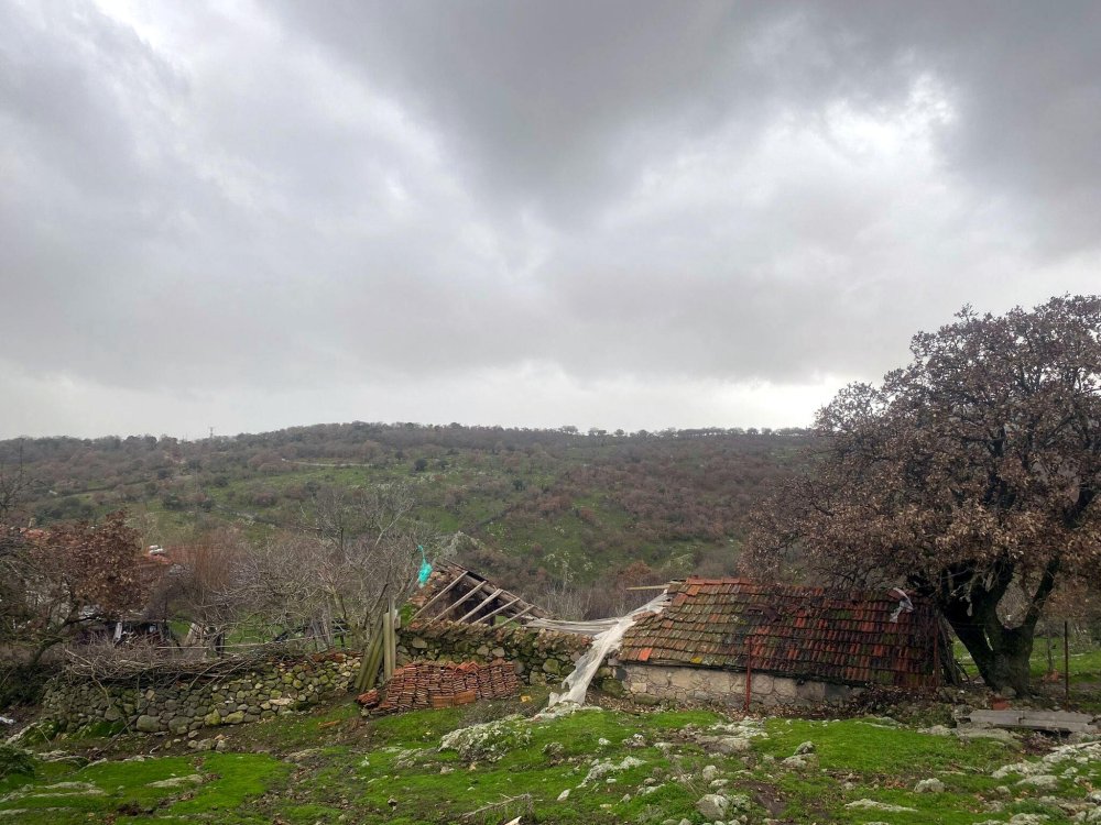 Çanakkale'de fırtına nedeniyle ağaç devrildi