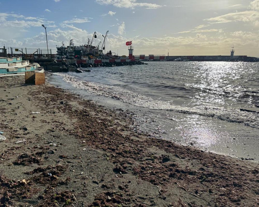 Tekirdağ'da sahil yosunla kaplandı