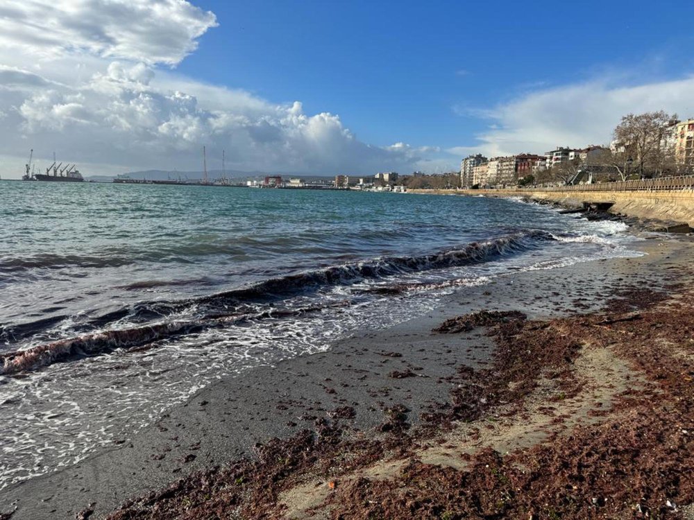 Tekirdağ'da sahil yosunla kaplandı