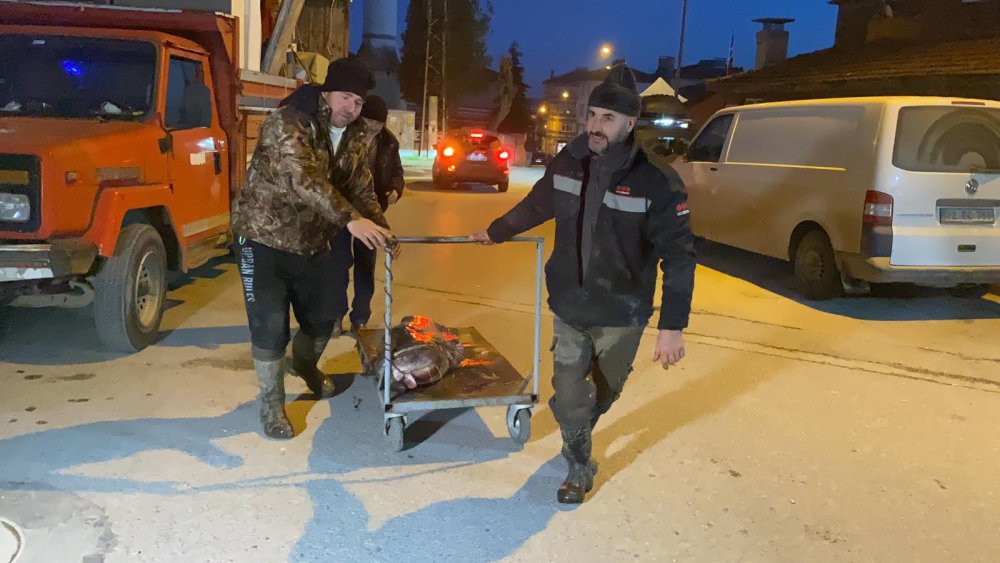 Meriç Nehri'nde 2 metrelik yayın avlandı