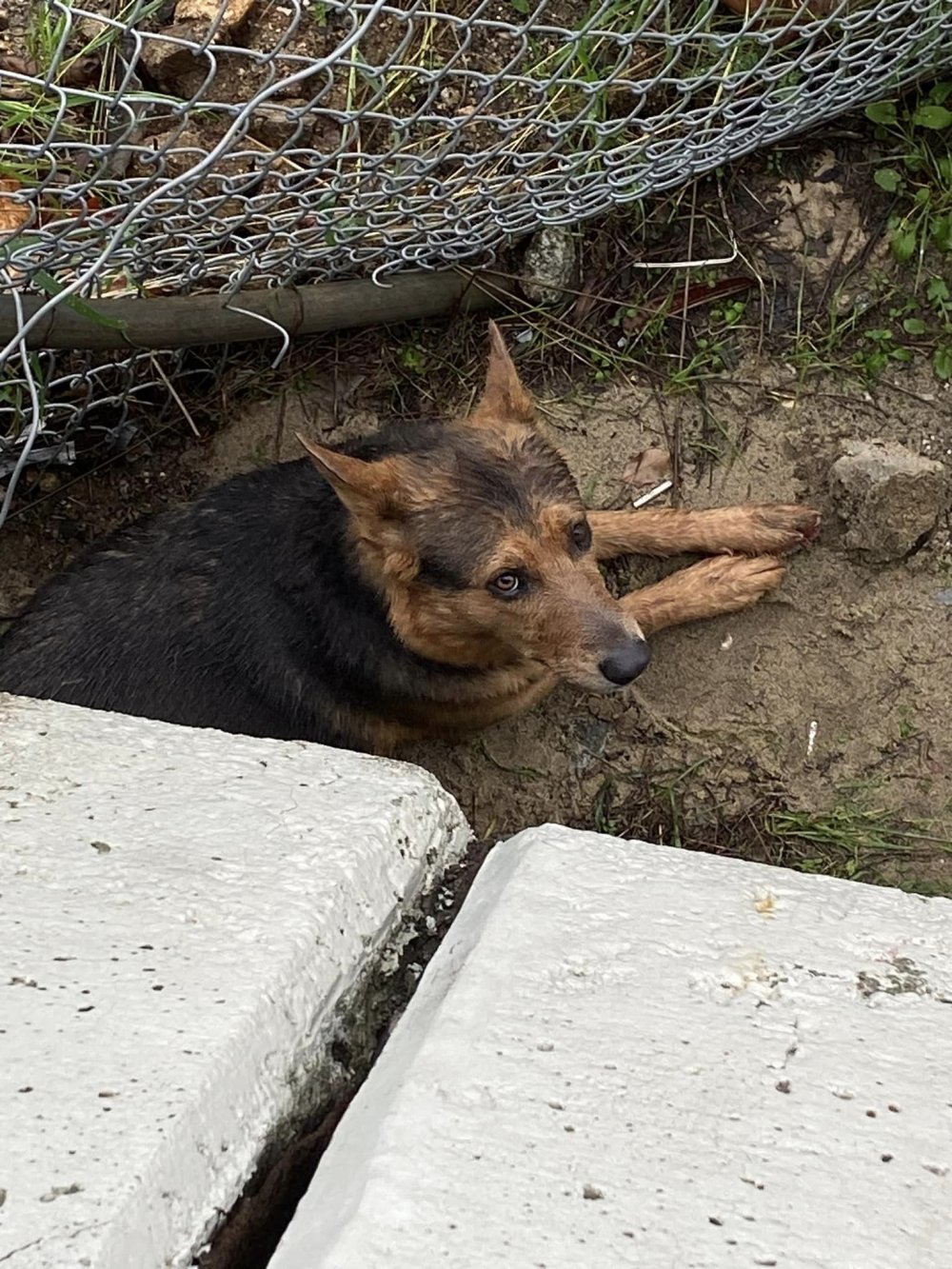 Köpeğini kurtarmak için su kanalına atladı, mahsur kaldı