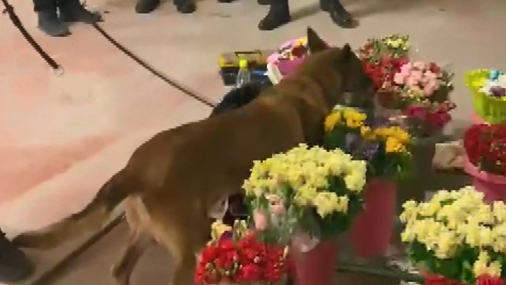 Narkotik köpeğinin bulamaması için uyuşturucuyu böyle gizlemiş