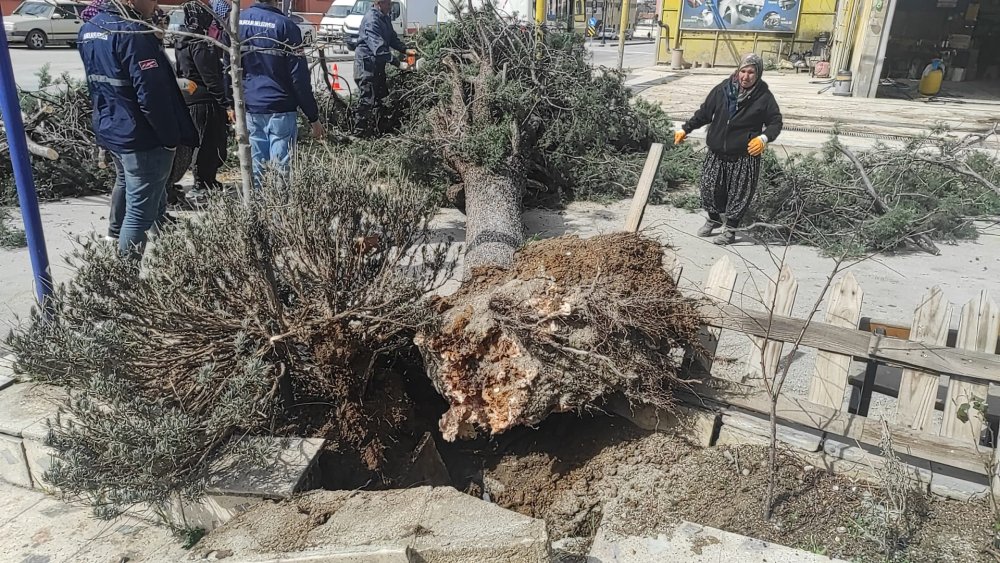 Belediye başkan adayı ve oğlu devrilen ağacın altında kaldı