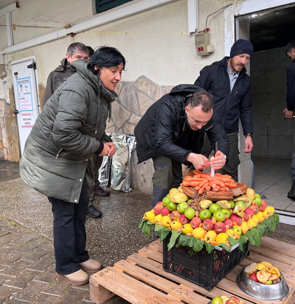 Yavru ayılara doğum günü kutlaması