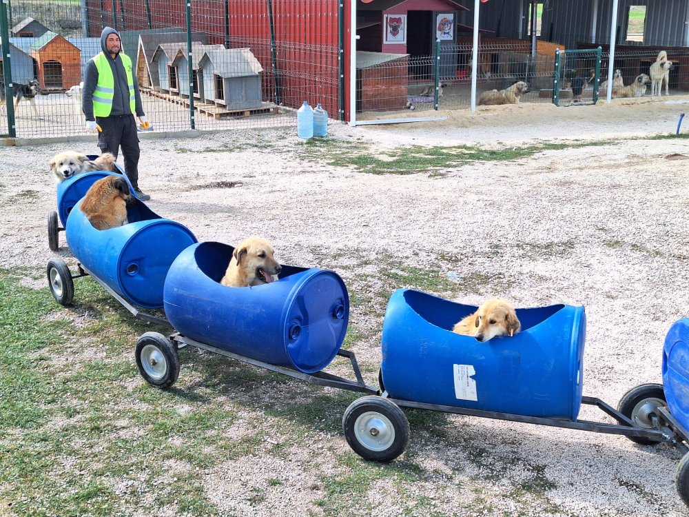 Engelli köpeklere trenli gezi