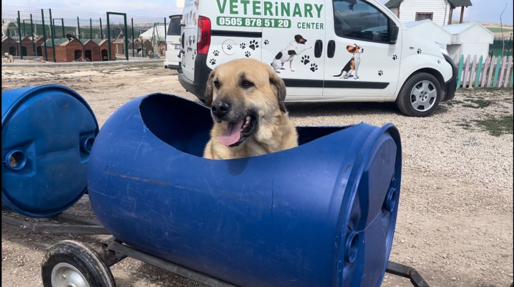 Engelli köpeklere trenli gezi