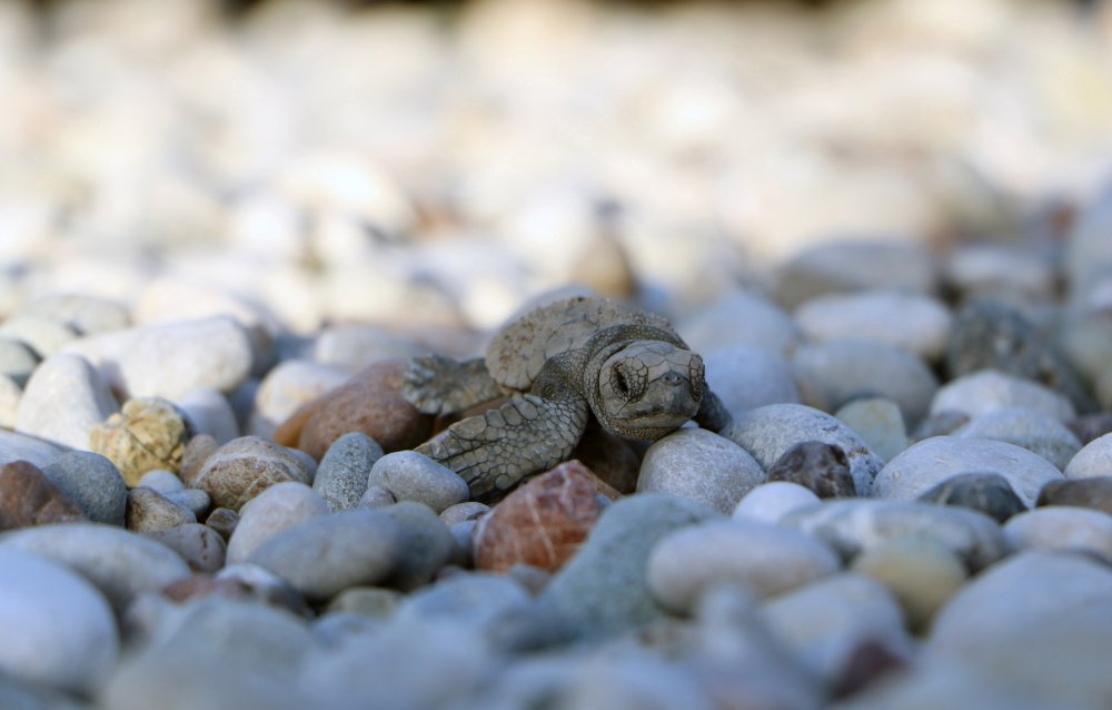 Caretta carettalar için gönüllü aranıyor