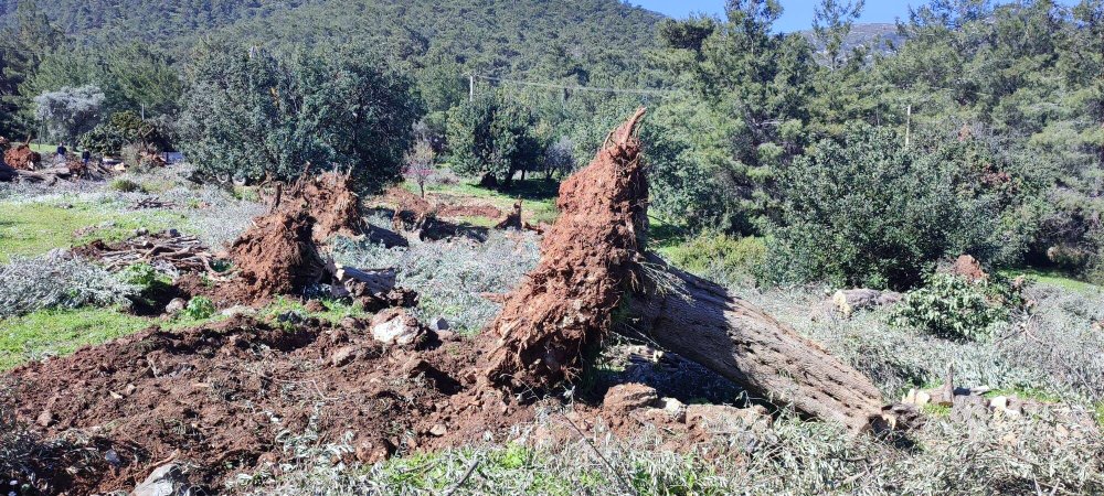 500 ila 1000 yıllık onlarca ağacı kestiler: Cezası sadece 30 bin lira