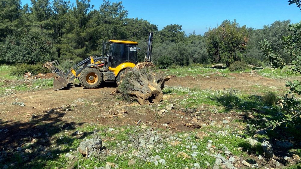 500 ila 1000 yıllık onlarca ağacı kestiler: Cezası sadece 30 bin lira