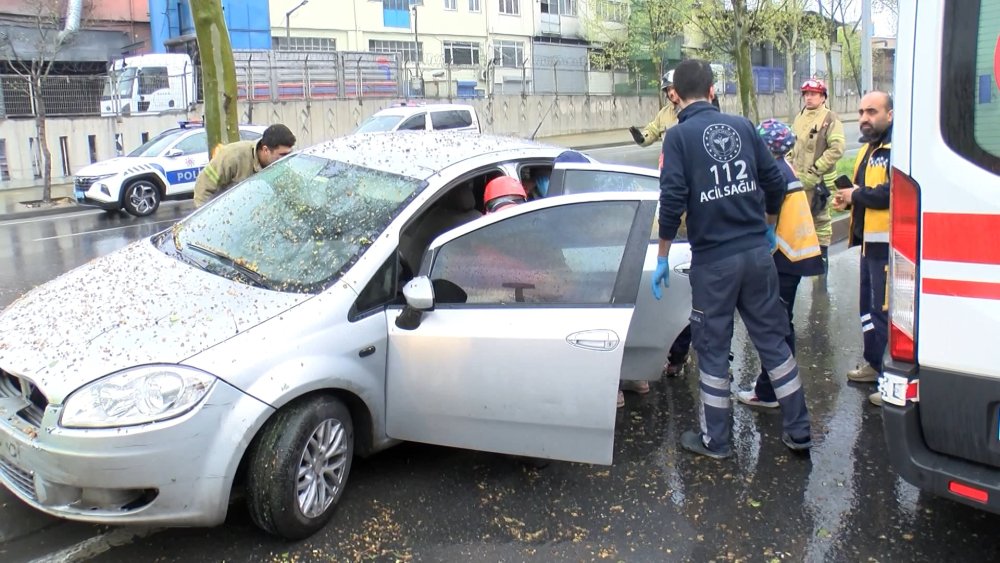 Ağaca çarpan sürücü karga yavrularını yere düşürdü