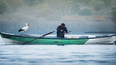 Balıkçı Adem Yılmaz, Yaren Leyleği balıklarla besledi