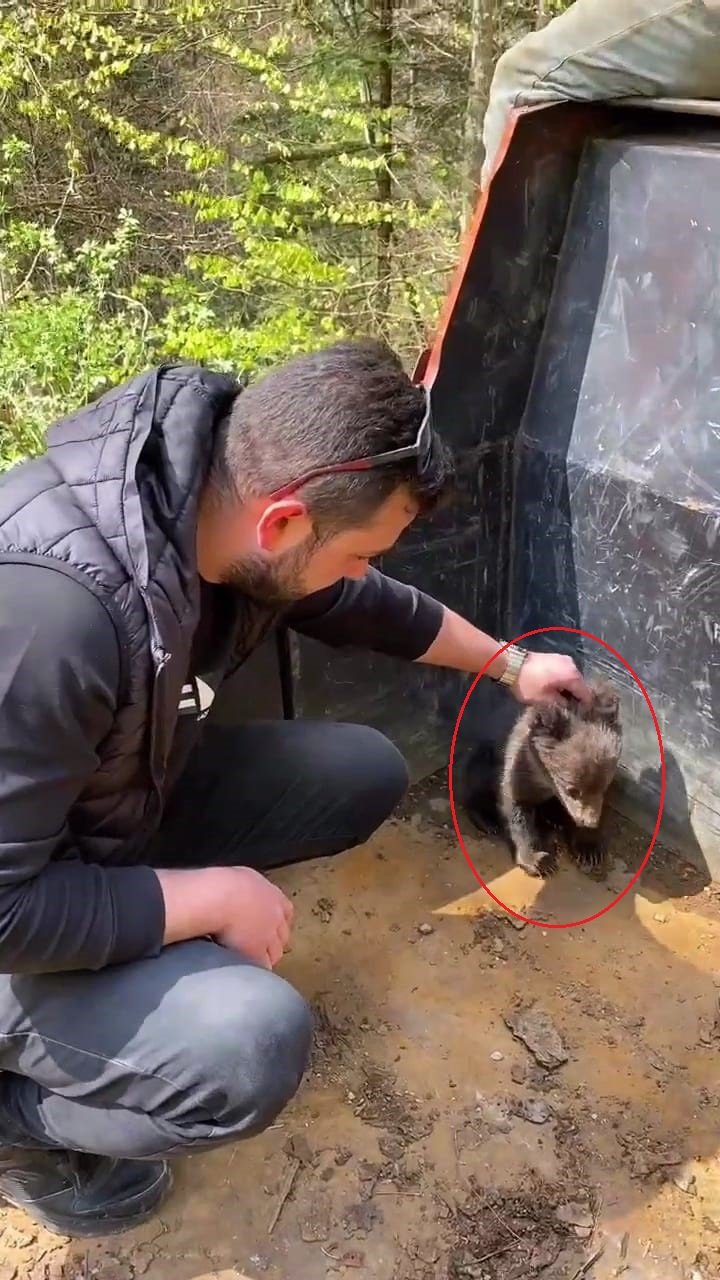 Sokakta buldukları yavru ayıyı besleyip ormana saldılar