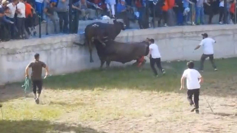 Festivalde güreştirilen boğa, tribüne çıktı