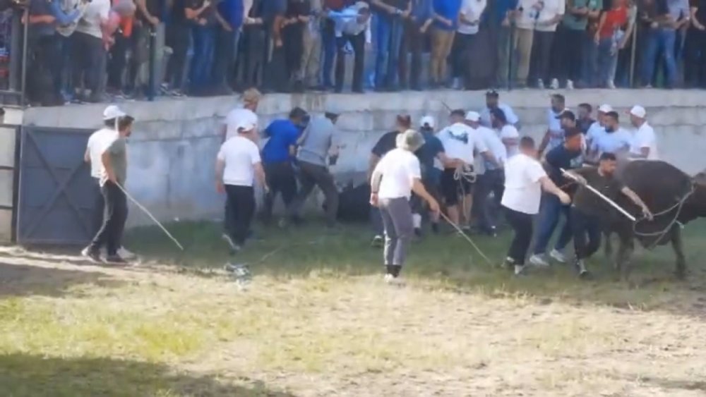 Festivalde güreştirilen boğa, tribüne çıktı