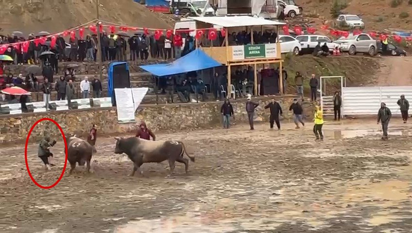 Boğa güreşi festivalinde facia: Rakibinden kaçan bir tonluk boğa hakemin üzerinden geçti