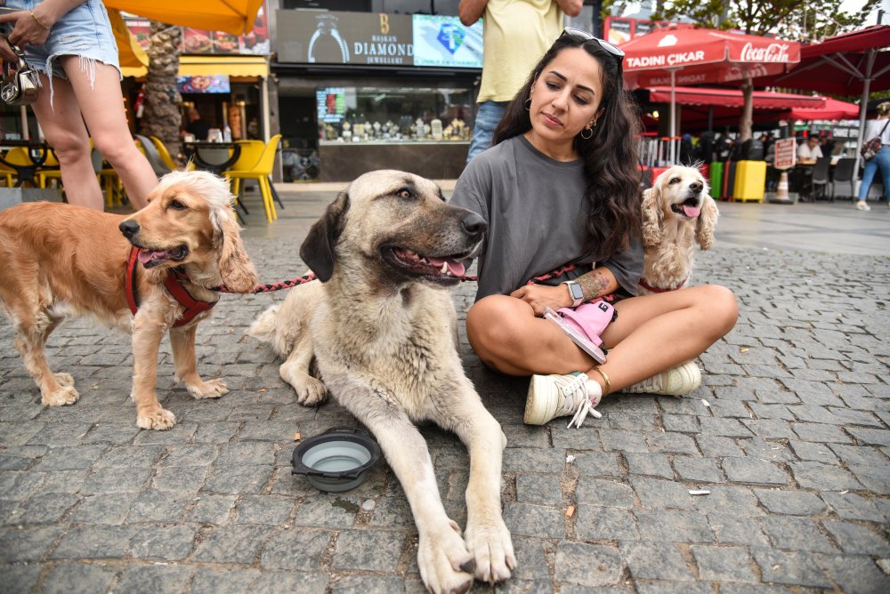 Hayvanseverlerden sokak köpeklerini 'uyutma' teklifine tepki: 'Kısırlaştır, aşılat, yeniden yaşat'