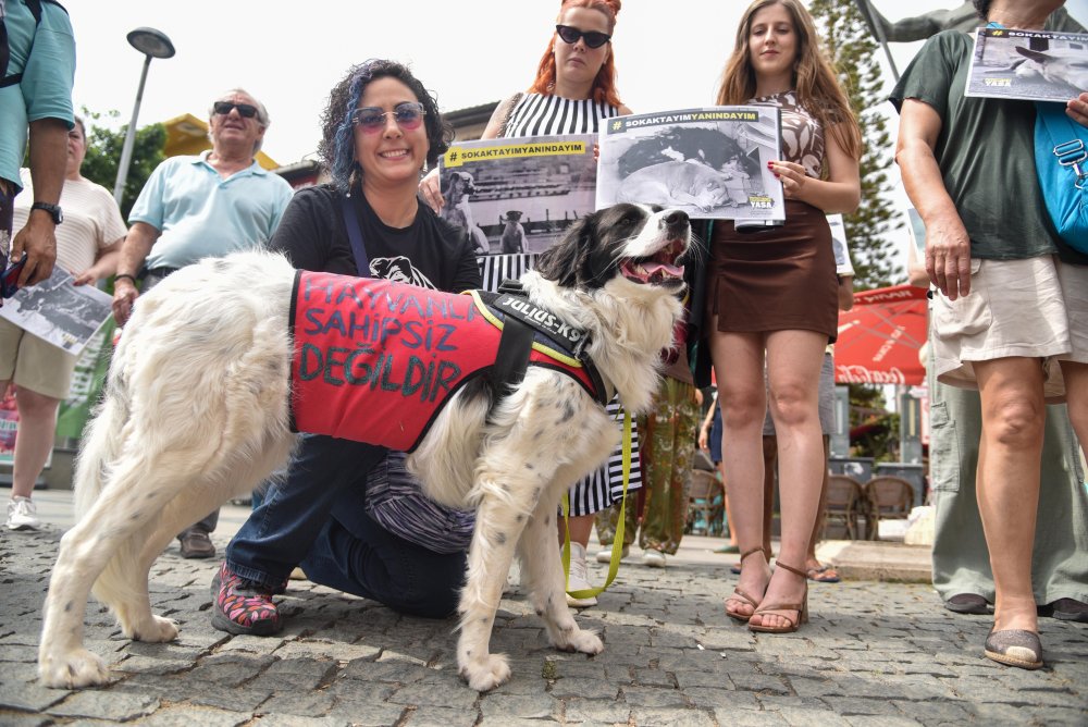 Hayvanseverlerden sokak köpeklerini 'uyutma' teklifine tepki: 'Kısırlaştır, aşılat, yeniden yaşat'