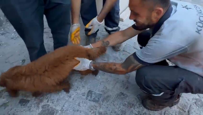 Küçükçekmece'deki enkazda kalan köpek "Cookie" kurtarıldı