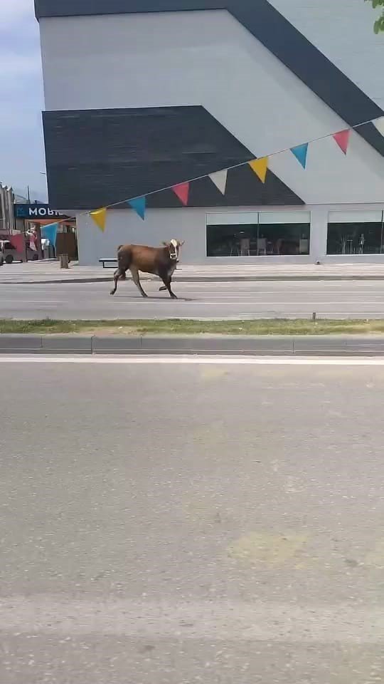 Sahibinin elinden kaçan kurbanlık, trafiği birbirine kattı