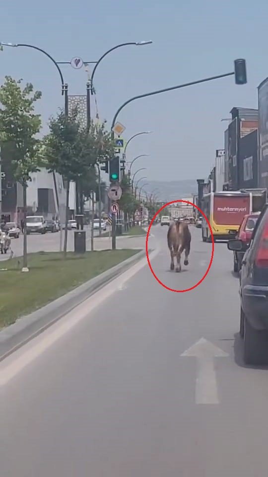 Sahibinin elinden kaçan kurbanlık, trafiği birbirine kattı