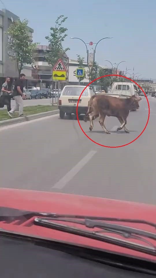 Sahibinin elinden kaçan kurbanlık, trafiği birbirine kattı